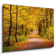 Obraz 1D - 100 x 70 cm F_E55873204 - Autumn forest