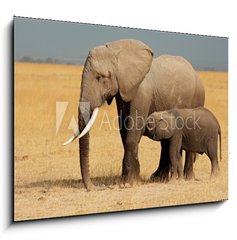 Sklenn obraz 1D - 100 x 70 cm F_E57159640 - African elephant with calf, Amboseli National Park