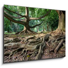 Obraz   Primeval rainforest in Kandy, Sri Lanka, 100 x 70 cm