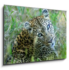 Sklenn obraz 1D - 100 x 70 cm F_E5752327 - Leopard