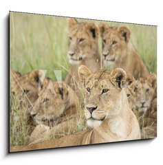 Sklenn obraz 1D - 100 x 70 cm F_E57547557 - Pride of Lions, Serengeti, Tanzania