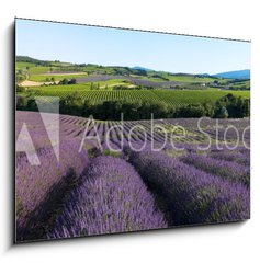 Obraz   panoramique  Champ de lavande en Provence, 100 x 70 cm