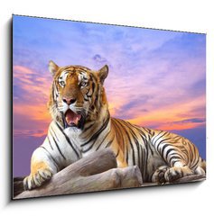 Sklenn obraz 1D - 100 x 70 cm F_E57972790 - Tiger looking something on the rock with beautiful sky at sunset