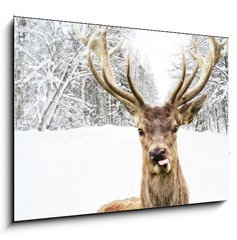 Obraz 1D - 100 x 70 cm F_E58977181 - Deer with beautiful big horns on a winter country road