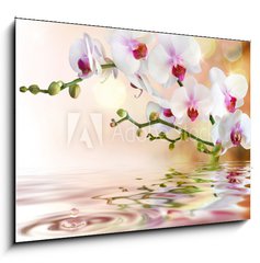 Obraz 1D - 100 x 70 cm F_E59169031 - white orchids on water with drop