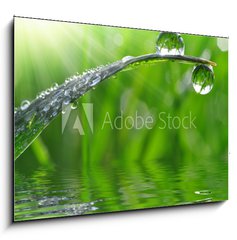 Obraz   dew drops close up, 100 x 70 cm