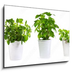 Obraz 1D - 100 x 70 cm F_E59972855 - set of potted green plants