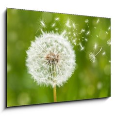 Sklenn obraz 1D - 100 x 70 cm F_E60211614 - dandelion with flying seeds