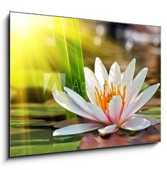 Sklenn obraz 1D - 100 x 70 cm F_E60275600 - water lily - leknn