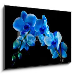 Obraz 1D - 100 x 70 cm F_E60337173 - Blue sapphire orchid - Modr safrov orchidej