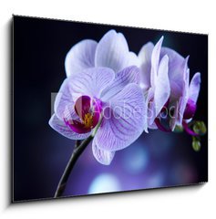 Sklenn obraz 1D - 100 x 70 cm F_E60355807 - Beautiful orchids