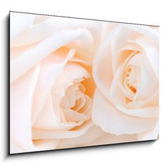 Obraz   Two delicate high key beige roses macro floral background, 100 x 70 cm