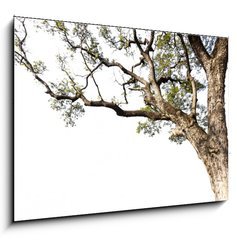 Obraz 1D - 100 x 70 cm F_E60475741 - Big tree on a white background