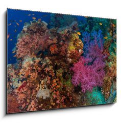 Obraz 1D - 100 x 70 cm F_E60562168 - Coral and fish