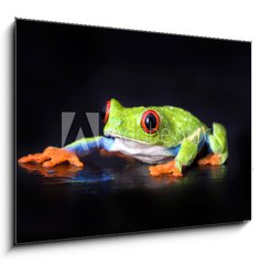 Obraz 1D - 100 x 70 cm F_E6076721 - frog macro - a red-eyed tree frog isolated on black