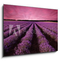 Obraz 1D - 100 x 70 cm F_E61156891 - Stunning lavender field landscape at sunset