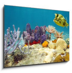 Sklenn obraz 1D - 100 x 70 cm F_E61200076 - Colorful underwater marine life seabed - Barevn podvodn mosk dno moskho ivota