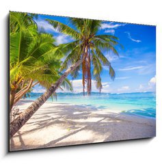 Obraz 1D - 100 x 70 cm F_E61258659 - Coconut Palm tree on the white sandy beach