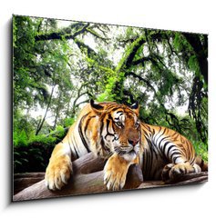 Obraz 1D - 100 x 70 cm F_E61968911 - Tiger looking something on the rock in tropical evergreen forest - Tygr hled nco na skle v tropickm stlezelenm lese