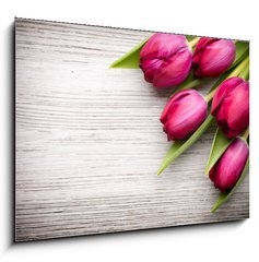 Obraz   Tulip., 100 x 70 cm