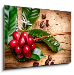 Sklenn obraz 1D - 100 x 70 cm F_E62633305 - Coffee Plant. Red coffee beans on a branch of coffee tree - Kvovar. erven kvov zrna na vtvi kvy