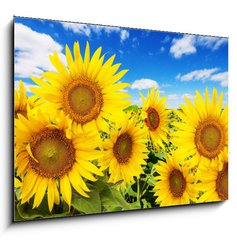 Obraz 1D - 100 x 70 cm F_E62796944 - sunflower field and blue sky with clouds