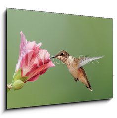 Sklenn obraz 1D - 100 x 70 cm F_E6294256 - Ruby-throated Hummingbird (archilochus colubris)