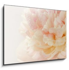 Obraz 1D - 100 x 70 cm F_E63089306 - pink peony