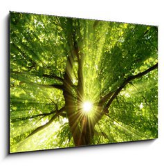 Obraz   Sonne strahlt explosiv durch den Baum, 100 x 70 cm
