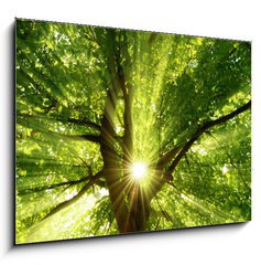 Sklenn obraz 1D - 100 x 70 cm F_E63191494 - Sonne strahlt explosiv durch den Baum - Slunce explozivn svt skrz strom