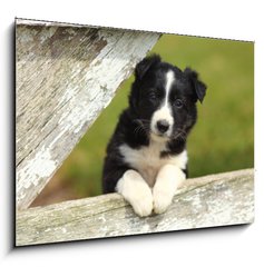 Obraz 1D - 100 x 70 cm F_E63537900 - Border Collie Puppy With Paws on White Rustic Fence 2