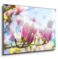 Obraz 1D - 100 x 70 cm F_E64325812 - Beautiful blossoming magnolia tree in the spring time