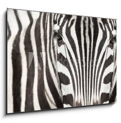 Sklenn obraz 1D - 100 x 70 cm F_E64489568 - Close-up of zebra head and body with beautiful striped pattern
