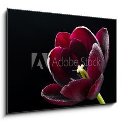 Sklenn obraz 1D - 100 x 70 cm F_E64511912 - Wet purple-black tulip.