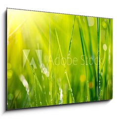 Obraz 1D - 100 x 70 cm F_E64529085 - Fresh green grass with dew drops closeup. Soft Focus