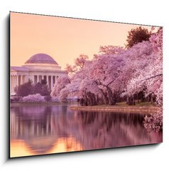 Obraz 1D - 100 x 70 cm F_E64932334 - the Jefferson Memorial during the Cherry Blossom Festival