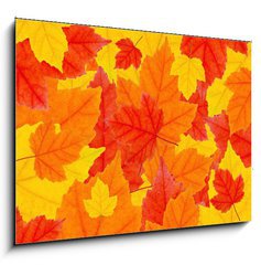 Sklenn obraz 1D - 100 x 70 cm F_E6504633 - autumn leaves