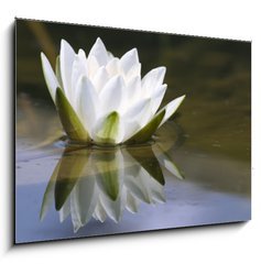 Obraz 1D - 100 x 70 cm F_E653618 - white delicate water lily - bl jemn leknna