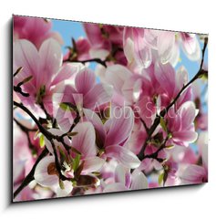 Obraz   Magnolia tree blossom, 100 x 70 cm
