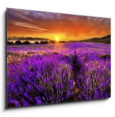 Sklenn obraz 1D - 100 x 70 cm F_E66255723 - Lavender - Levandule