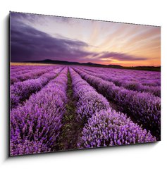 Obraz 1D - 100 x 70 cm F_E67101822 - Sunrise in Lavender Field