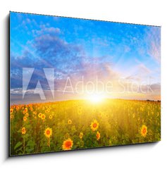 Obraz 1D - 100 x 70 cm F_E67337702 - Morning sunflower field