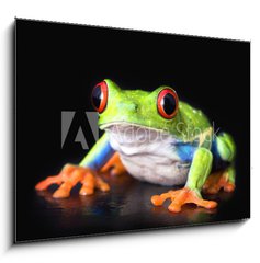 Sklenn obraz 1D - 100 x 70 cm F_E6752978 - frog closeup on black - ba detailn na ern