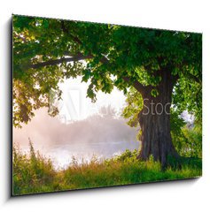 Sklenn obraz 1D - 100 x 70 cm F_E67675896 - Oak tree in full leaf in summer standing alone - Dub v plnm listu v lt stojc sm