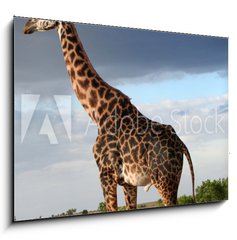 Sklenn obraz 1D - 100 x 70 cm F_E68090658 - Girafe mle qui parade