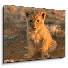 Obraz 1D - 100 x 70 cm F_E682146 - lion cub