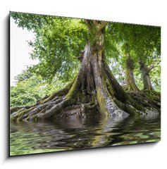 Sklenn obraz 1D - 100 x 70 cm F_E68377557 - big old tree and a river - velk star strom a eka