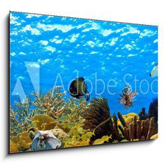Sklenn obraz 1D - 100 x 70 cm F_E68530036 - underwater panorama of a tropical reef in the caribbean - podvodn panorama tropickho tesu v Karibiku