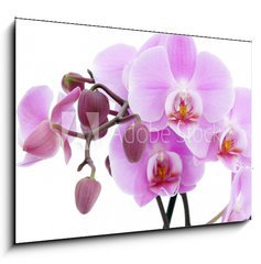 Obraz   Violet orchid, 100 x 70 cm