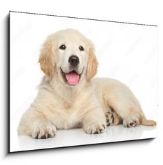 Sklenn obraz 1D - 100 x 70 cm F_E69054182 - Golden Retriever puppy on white background